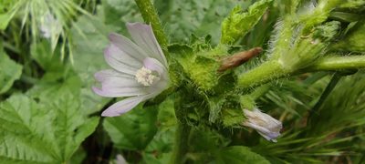 Malva nicaeensis, photographed by Santiago Martín-Bravo
