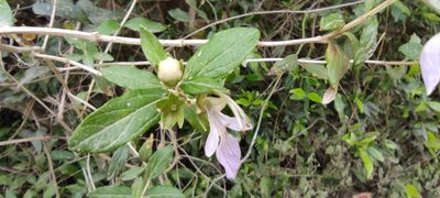 Teucrium fruticans, photographed by Santiago Martín-Bravo