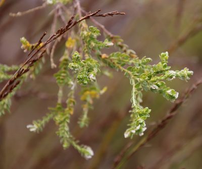 Gnidia sericea, photographed by Tony Rebelo