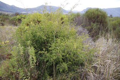 Melaleuca styphelioides, photographed by Tony Rebelo
