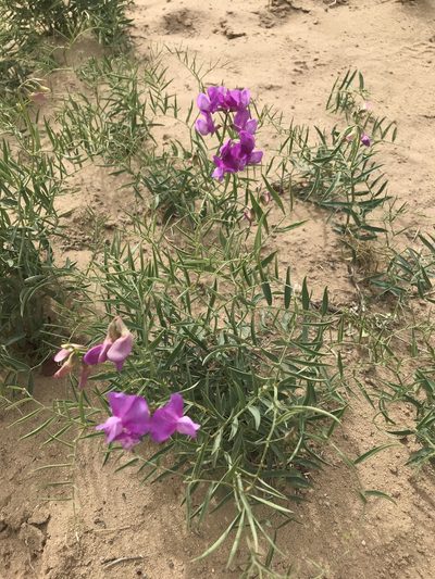 Lathyrus brachycalyx, photographed by Chase Mathey