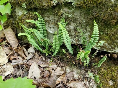 Asplenium resiliens, photographed by Will Kuhn