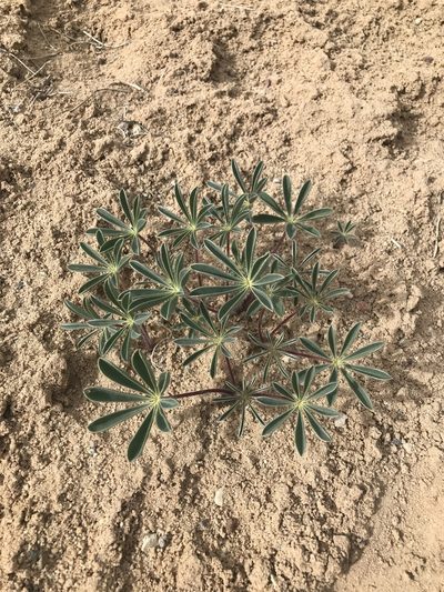 Lupinus ammophilus, photographed by Chase Mathey