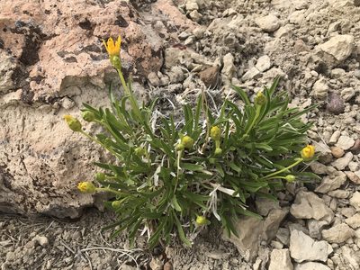 Stenotus armerioides, photographed by Chase Mathey
