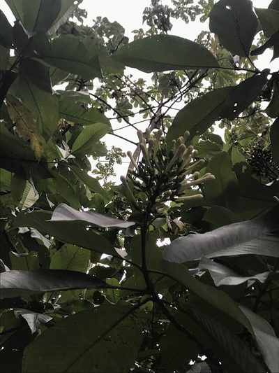 Isertia laevis, photographed by Nicolás Baresch Uribe