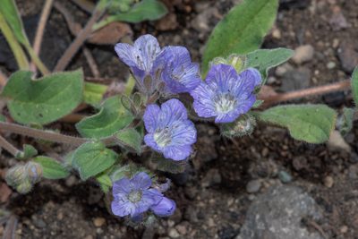 Phacelia divaricata, photographed by Don Loarie