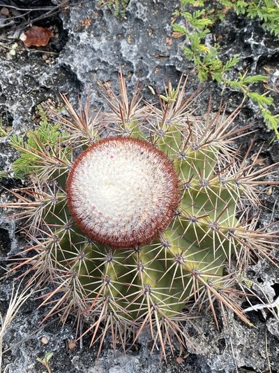 Melocactus macracanthos, photographed by Jean-Paul Boerekamps