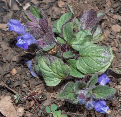 Scutellaria tuberosa, photographed by Don Loarie