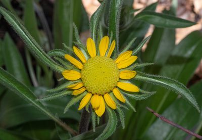 Helianthella californica, photographed by Don Loarie