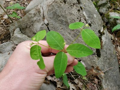 Euphorbia mercurialina, photographed by Will Kuhn
