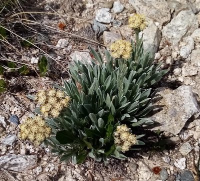 Antennaria lanata, photographed by Lyrae