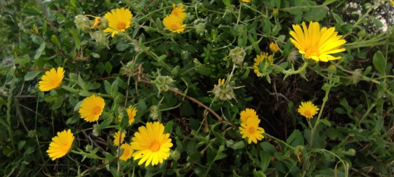 Calendula suffruticosa, photographed by Santiago Martín-Bravo