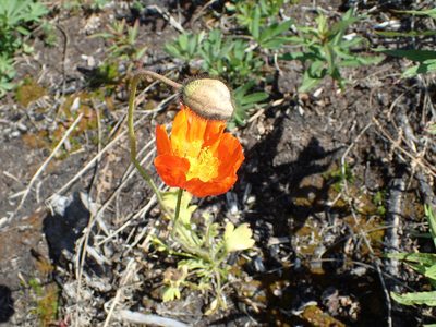 Oreomecon nudicaulis, photographed by Matt Bowser