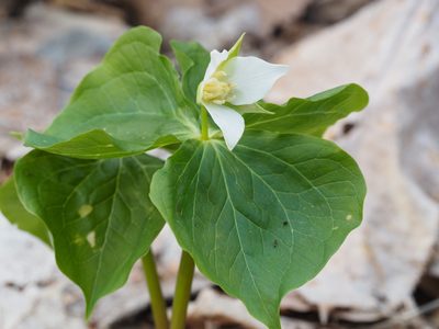 Trillium tschonoskii, photographed by ITÔ, Hiroki
