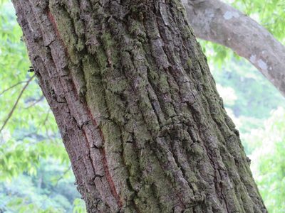Quercus acutissima, photographed by Marco Mussita