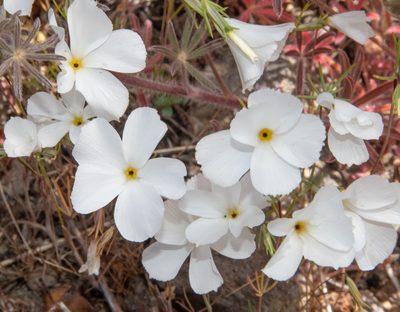 Linanthus dichotomus, photographed by Don Loarie