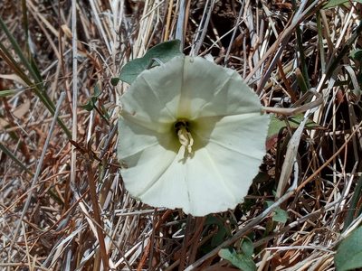 Calystegia peirsonii, photographed by Daniel S.