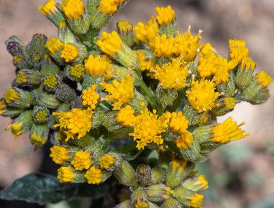 Senecio aronicoides, photographed by Don Loarie