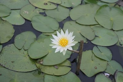 Nymphaea gracilis, photographed by Viacheslav Shalisko
