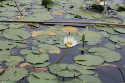 Nymphaea gracilis, photographed by Viacheslav Shalisko
