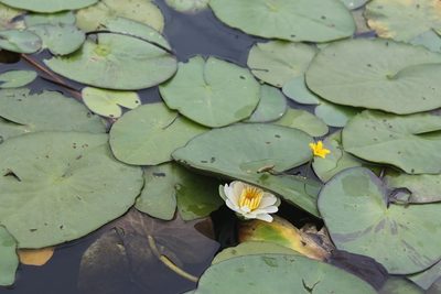 Nymphaea gracilis, photographed by Viacheslav Shalisko