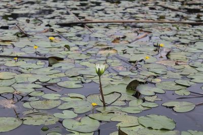 Nymphaea gracilis, photographed by Viacheslav Shalisko
