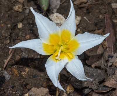 Erythronium helenae, photographed by Don Loarie
