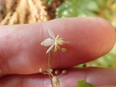 Vancouveria planipetala, photographed by joergmlpts