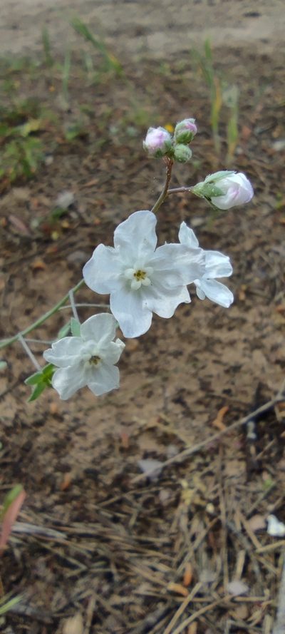 Iberodes linifolia, photographed by Santiago Martín-Bravo