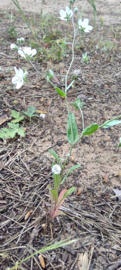 Iberodes linifolia, photographed by Santiago Martín-Bravo