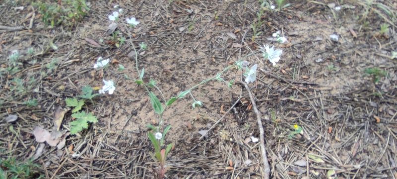 Iberodes linifolia, photographed by Santiago Martín-Bravo