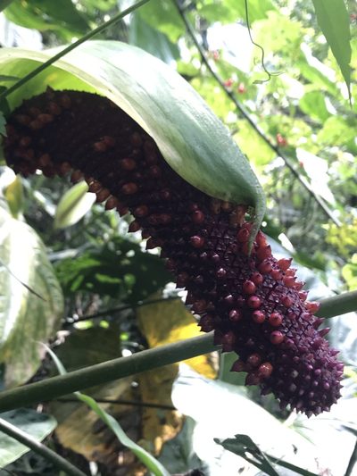 Anthurium formosum, photographed by Nicolás Baresch Uribe