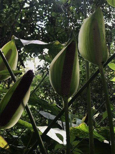 Anthurium formosum, photographed by Nicolás Baresch Uribe