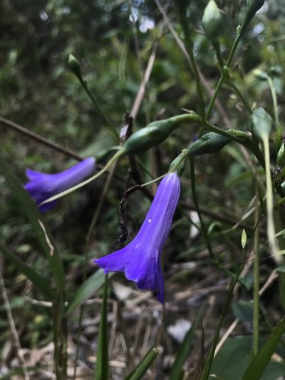 Chelonanthus purpurascens, photographed by Nicolás Baresch Uribe