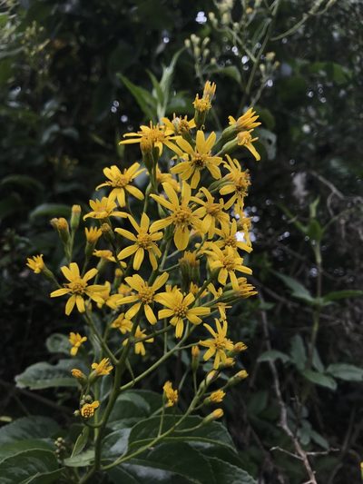 Pentacalia americana, photographed by Nicolás Baresch Uribe