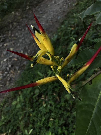 Heliconia hirsuta, photographed by Nicolás Baresch Uribe