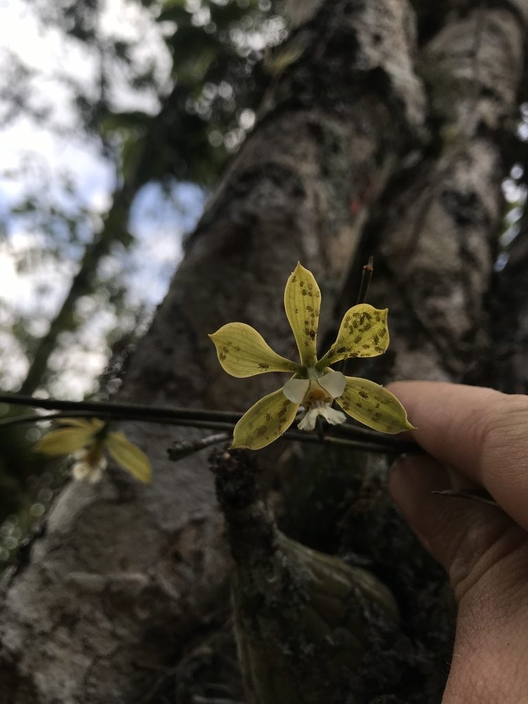 Encyclia diurna, photographed by Nicolás Baresch Uribe