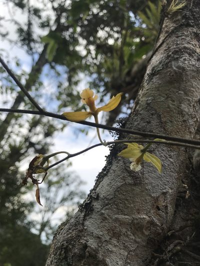 Encyclia diurna, photographed by Nicolás Baresch Uribe
