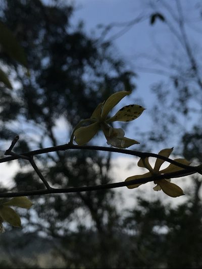 Encyclia diurna, photographed by Nicolás Baresch Uribe