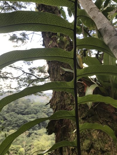 Phlebodium decumanum, photographed by Nicolás Baresch Uribe