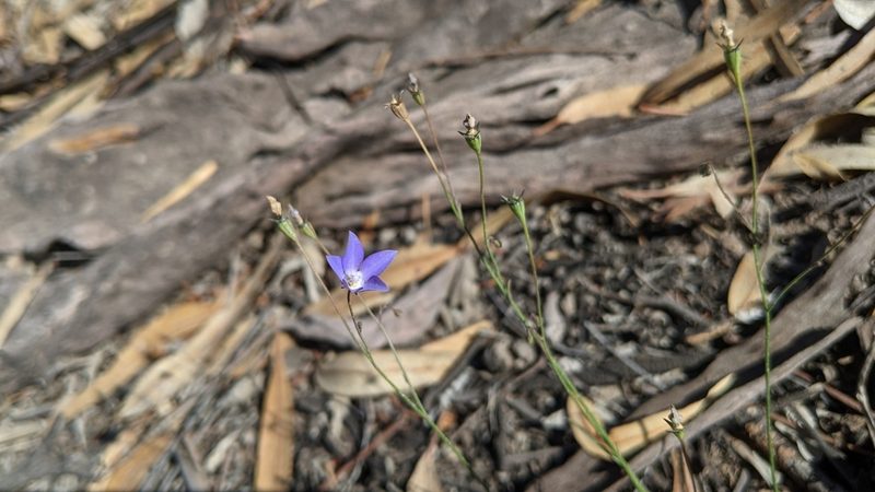 Wahlenbergia fluminalis, photographed by Dylan Butcher
