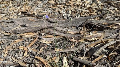 Wahlenbergia fluminalis, photographed by Dylan Butcher