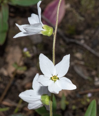 Lithophragma bolanderi, photographed by Don Loarie