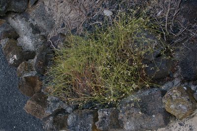 Alternanthera filifolia, photographed by Don Johnston