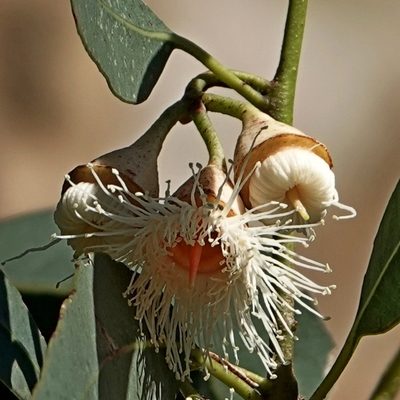 Eucalyptus longifolia, photographed by Max Campbell