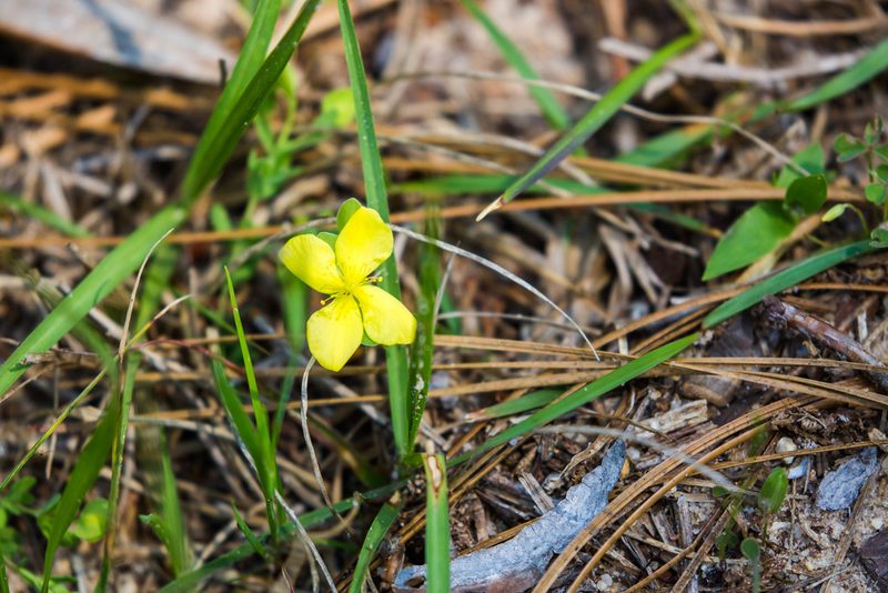 Hypericum suffruticosum, photographed by Melissa McMasters