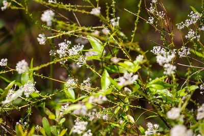 Ceanothus microphyllus, photographed by Melissa McMasters