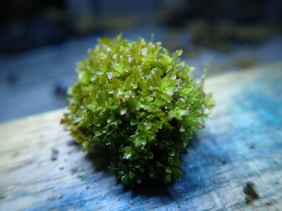 Syntrichia latifolia, photographed by Randal