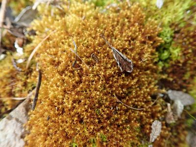 Geheebia ferruginea, photographed by Randal