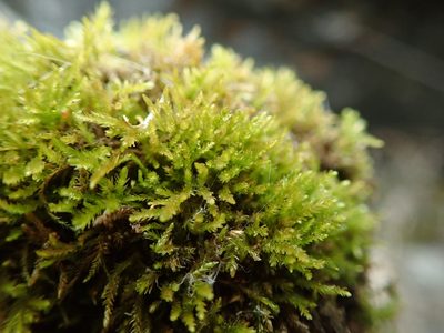 Eurhynchiastrum pulchellum, photographed by Randal